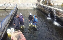 ۲۱ تن ماهی خاویاری در استان قزوین تولید شد