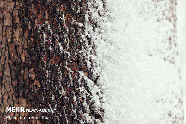 Snowy spring in Hamedan