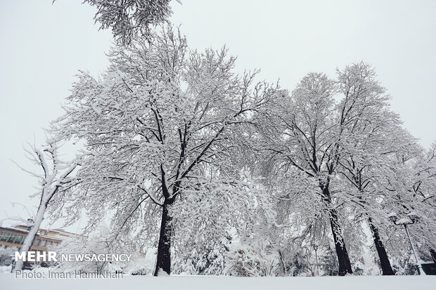 Snowy spring in Hamedan