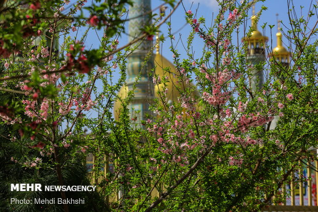 Spring blossoms in Qom
