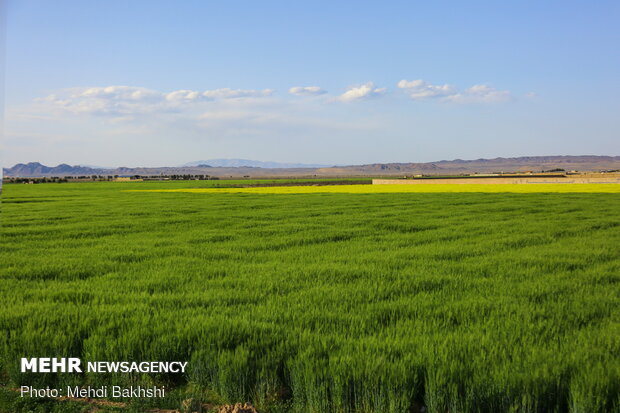 Spring blossoms in Qom
