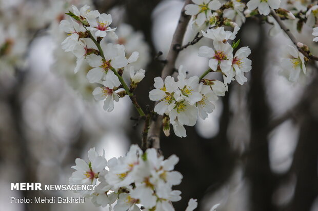 Spring blossoms in Qom
