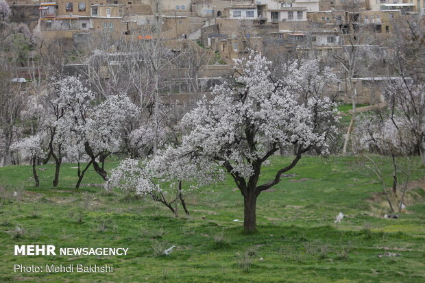 Spring blossoms in Qom
