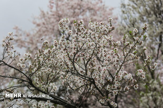 Spring blossoms in Qom
