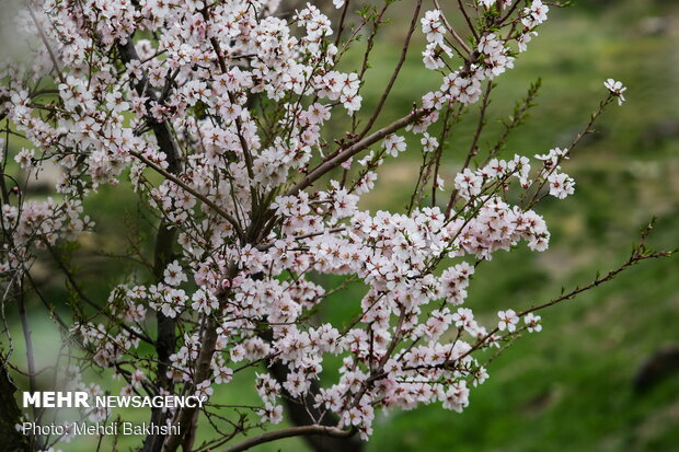 Spring blossoms in Qom
