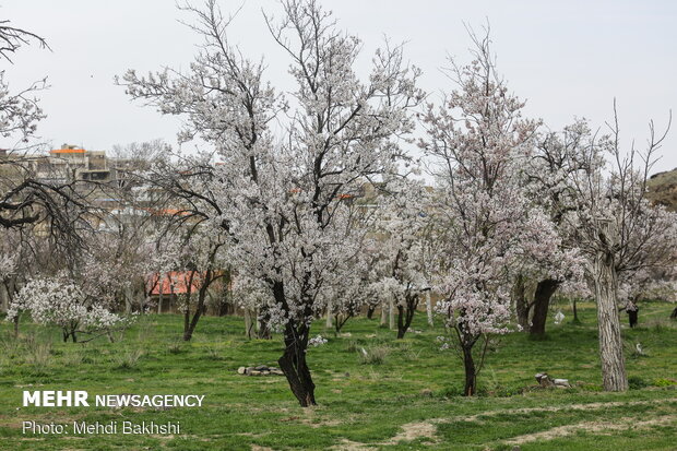 Spring blossoms in Qom
