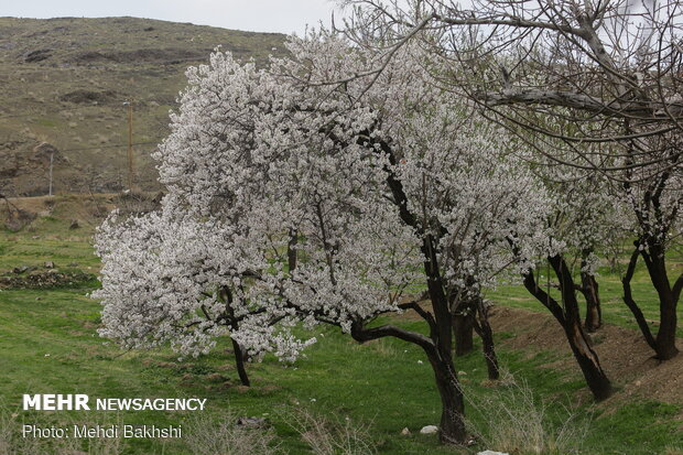 Spring blossoms in Qom
