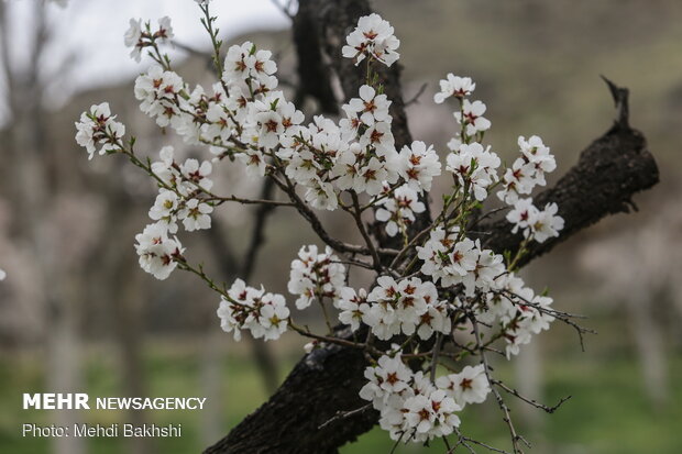 Spring blossoms in Qom
