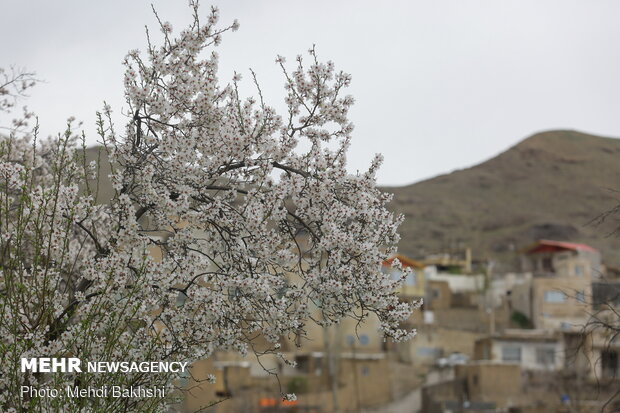 Spring blossoms in Qom
