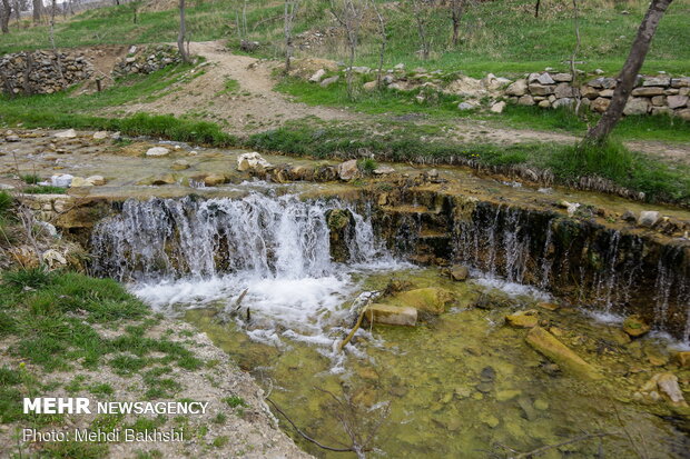 Spring blossoms in Qom
