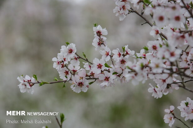 Spring blossoms in Qom
