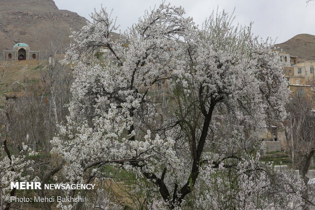 Spring blossoms in Qom
