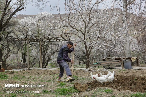 Spring blossoms in Qom
