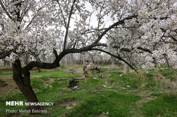 Spring blossoms in Qom
