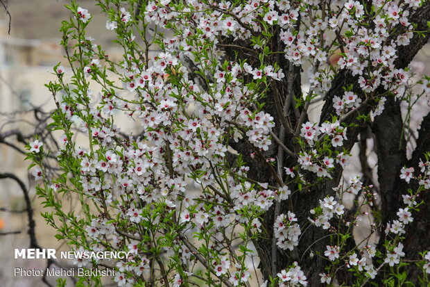 Spring blossoms in Qom
