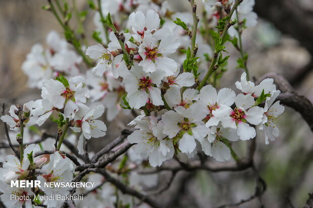 Spring blossoms in Qom
