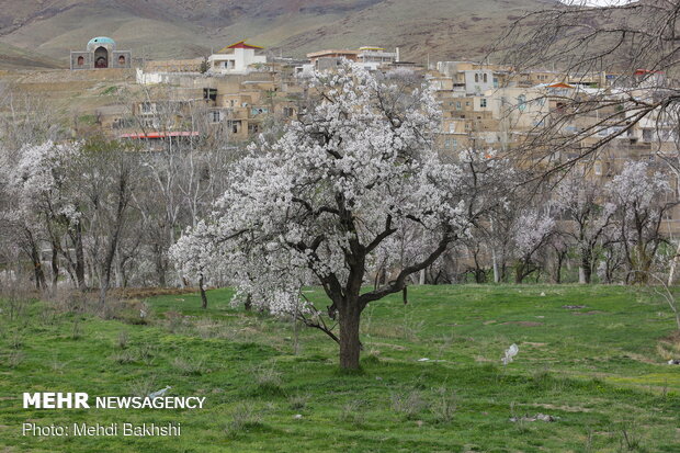 Spring blossoms in Qom
