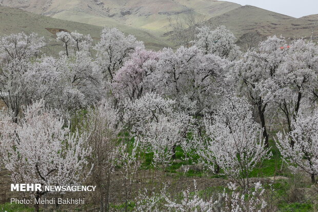 Spring blossoms in Qom
