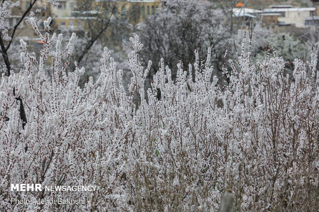 Spring blossoms in Qom
