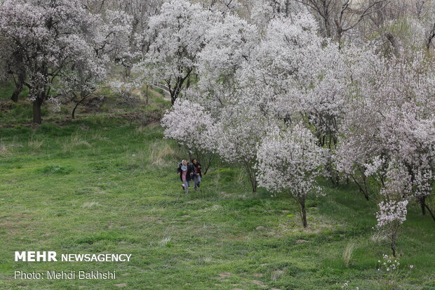 Spring blossoms in Qom
