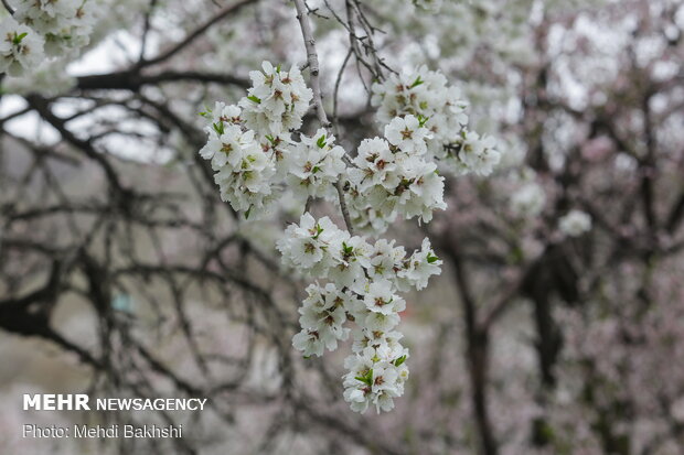 Spring blossoms in Qom
