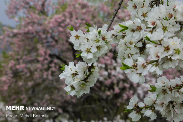 Spring blossoms in Qom
