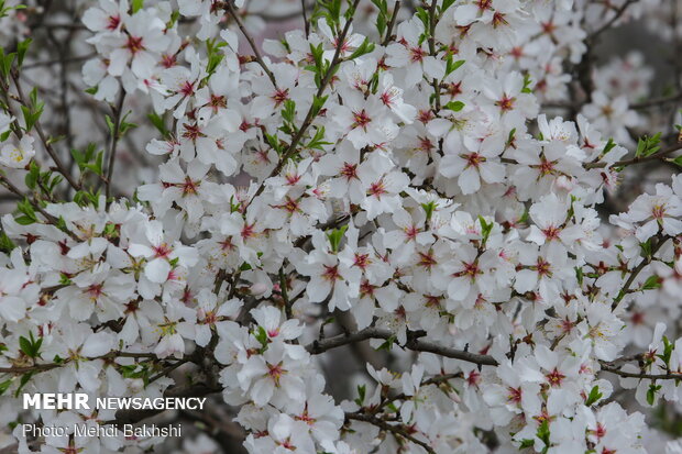 Spring blossoms in Qom
