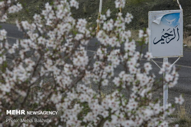 Spring blossoms in Qom
