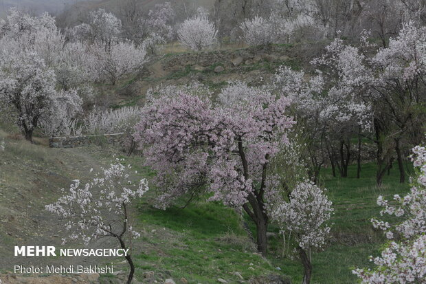 Spring blossoms in Qom
