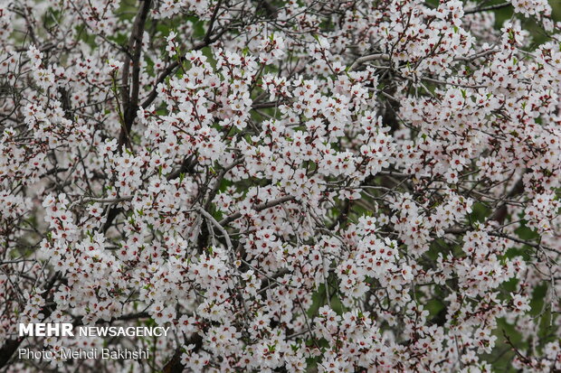 Spring blossoms in Qom
