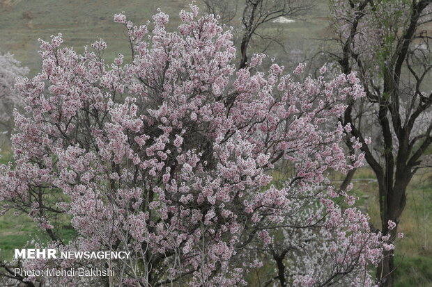 Spring blossoms in Qom
