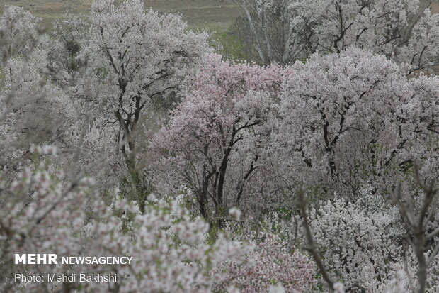 Spring blossoms in Qom
