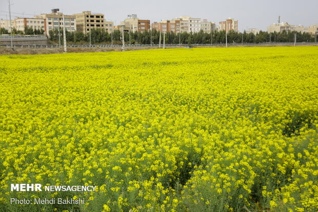 Spring blossoms in Qom
