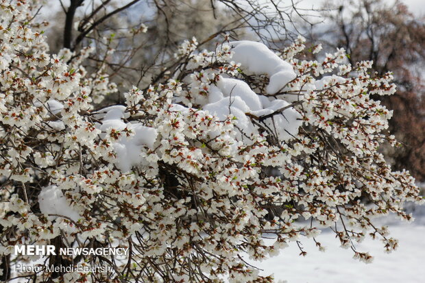 Spring snowfall at heights in Qom prov.