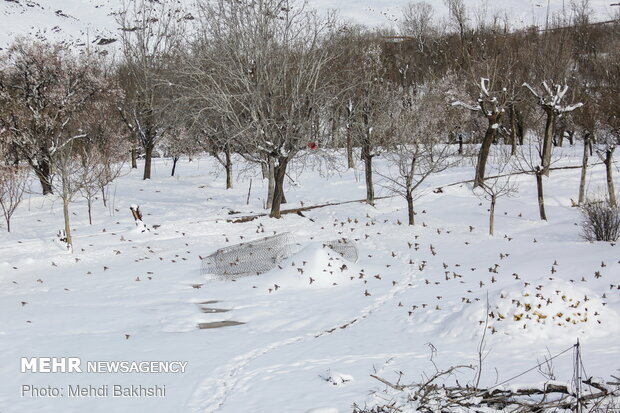 Spring snowfall at heights in Qom prov.