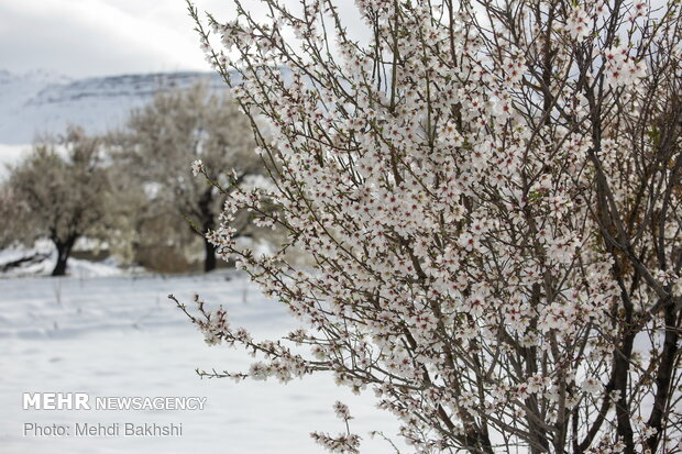 Spring snowfall at heights in Qom prov.