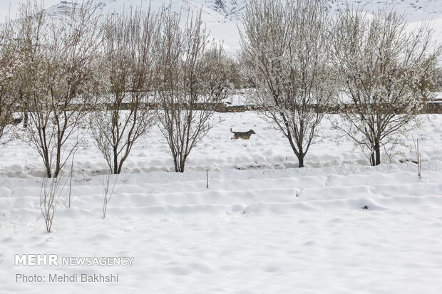 Spring snowfall at heights in Qom prov.