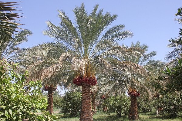 سفر-ایران-گردشگری