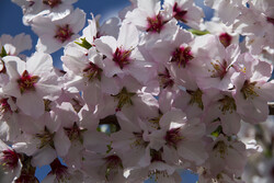 Spring blossoms in Iran's Kordestan