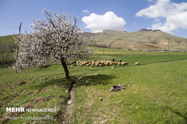 تلالو رنگها در بهار کردستان