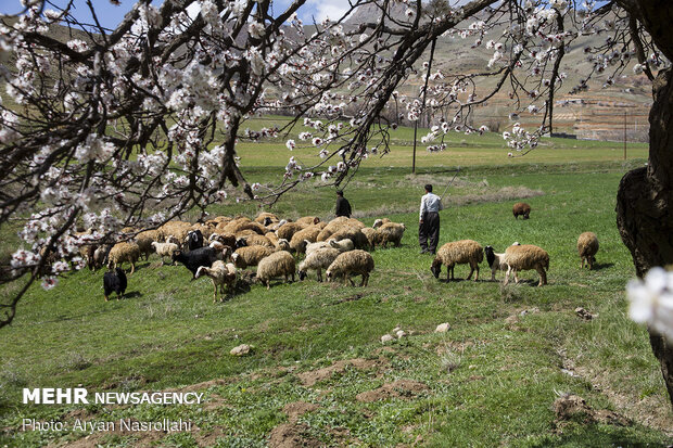 تلالو رنگها در بهار کردستان