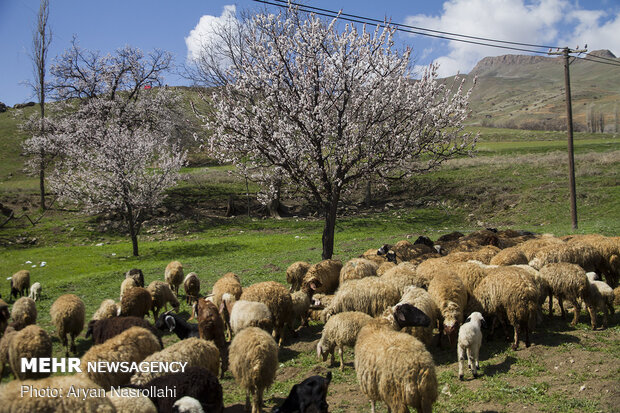 تلالو رنگها در بهار کردستان