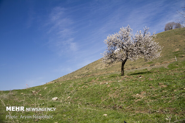 تلالو رنگها در بهار کردستان