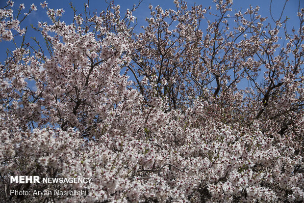 Spring blossoms in Iran's Kordestan
