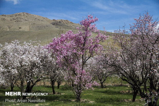 نشاط الربيع في سهول "كردستان" غرب ايران