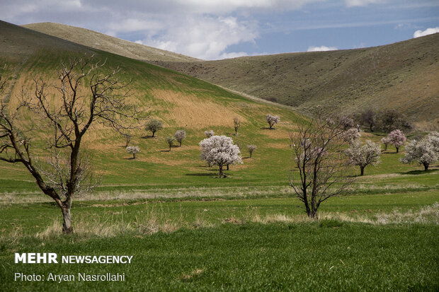 نشاط الربيع في سهول "كردستان" غرب ايران