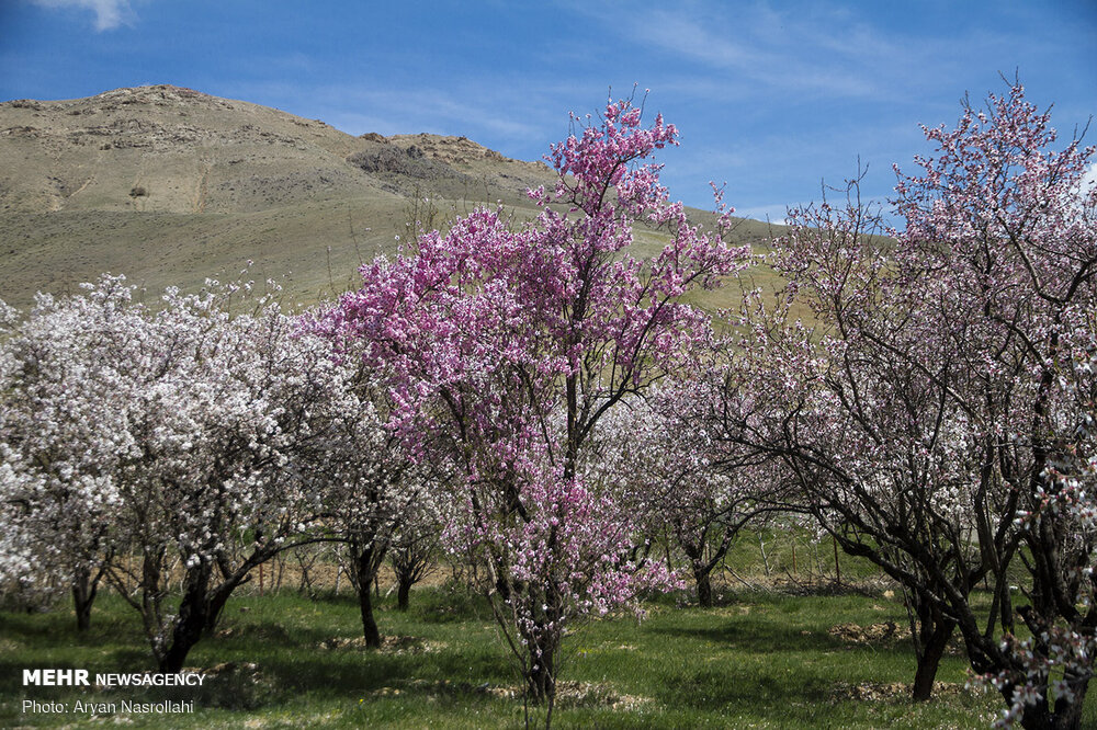 تلالو رنگها در بهار کردستان