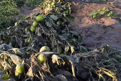 دولت کشاورزان خسارت دیده را بلاعوض کمک کند