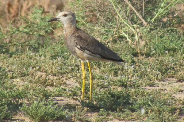 VIDEO: Wildlife in Iran's Mahvelat 