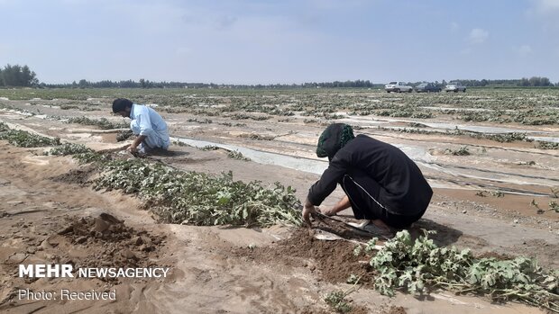 خسارات سیل به زمین‌های کشاورزی در جنوب کرمان